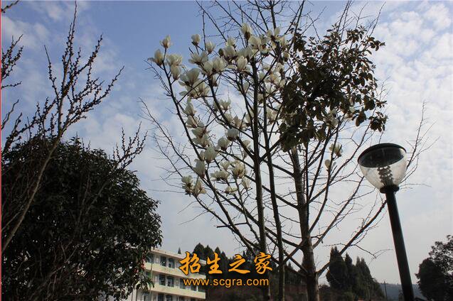 校園風光